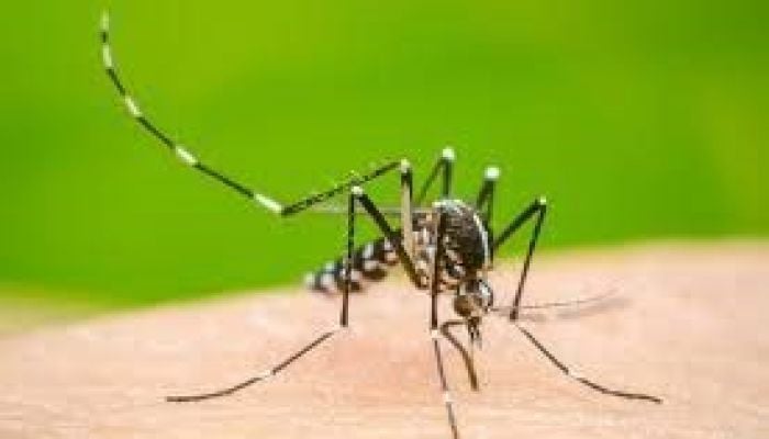 3 dengue patient die, 228 hospitalised