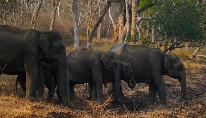 App to reduce deaths by elephants launched in India