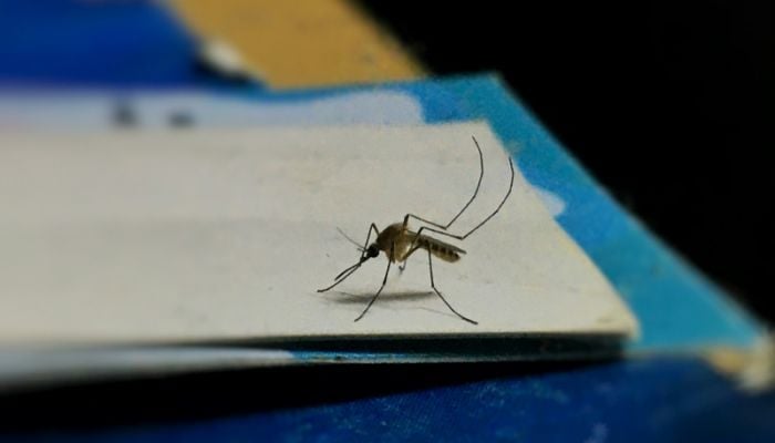 US patient dies from rare mosquito-borne disease