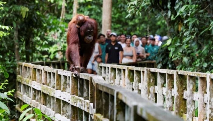 Malaysia announces adopt-an-orangutan plan for palm oil importers