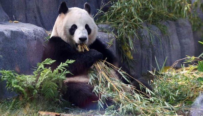 Giant panda habitat opens at California zoo to much fanfare