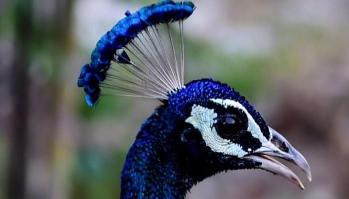 Indian YouTuber arrested after peacock cooking video goes viral