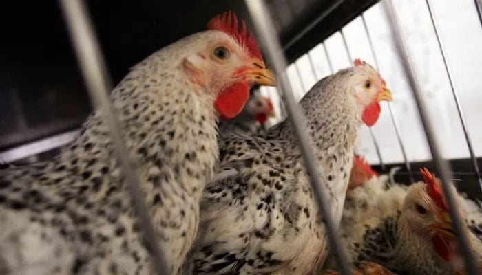 US confirms first bird flu case without animal contact