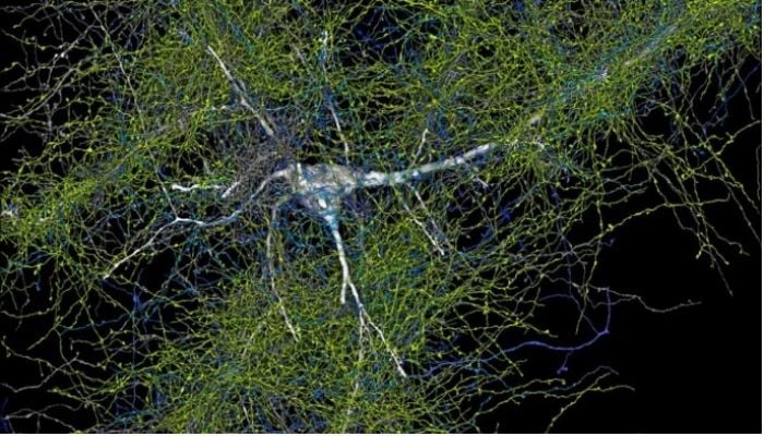 Google and Harvard unveil most detailed ever map of human brain