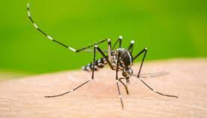 3 dengue patients die, 887 hospitalized in last 24 hrs