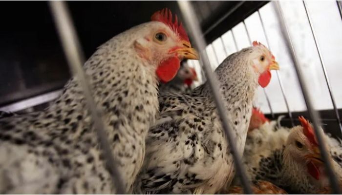US confirms first bird flu case without animal contact