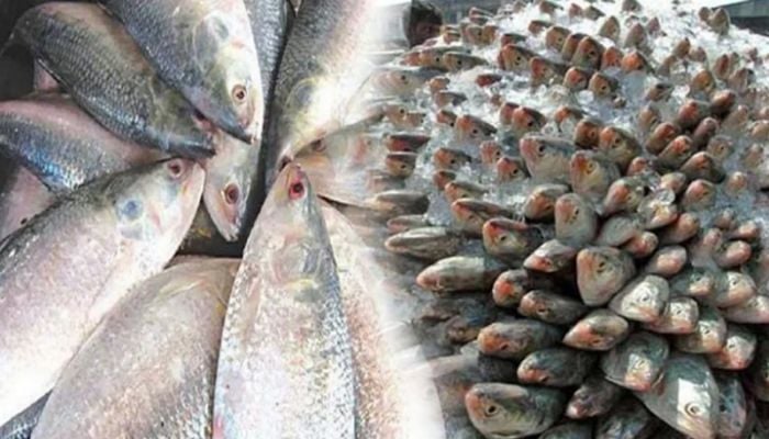 Govt to allow export of 3,000 tonnes of Hilsha to India