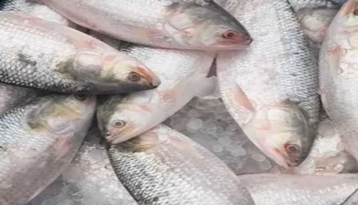 12 tonnes of Hilsa exported to India through Benapole port