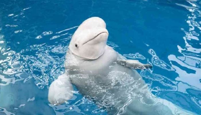 Russian 'spy whale' Hvaldimir found dead near Norway