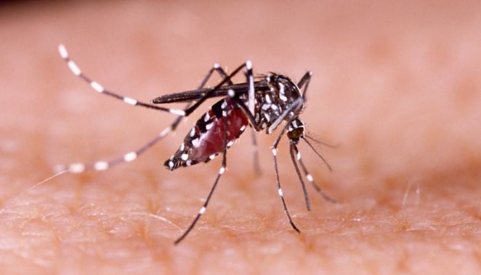 WHO launches plan to rein in 'alarming' dengue spread