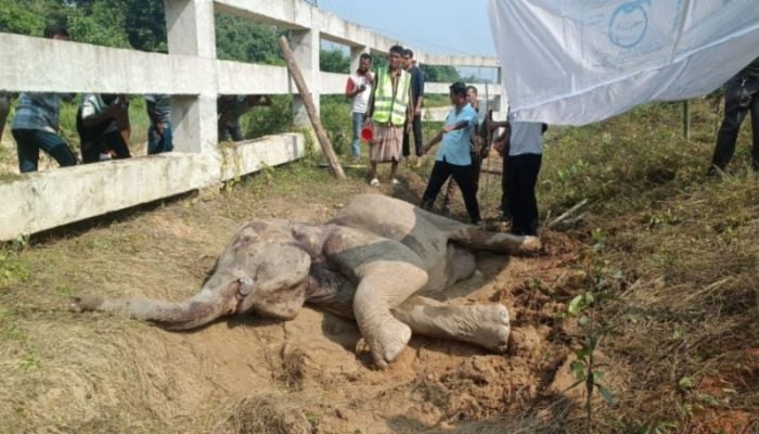 DoF takes step for treatment of train-hit elephant