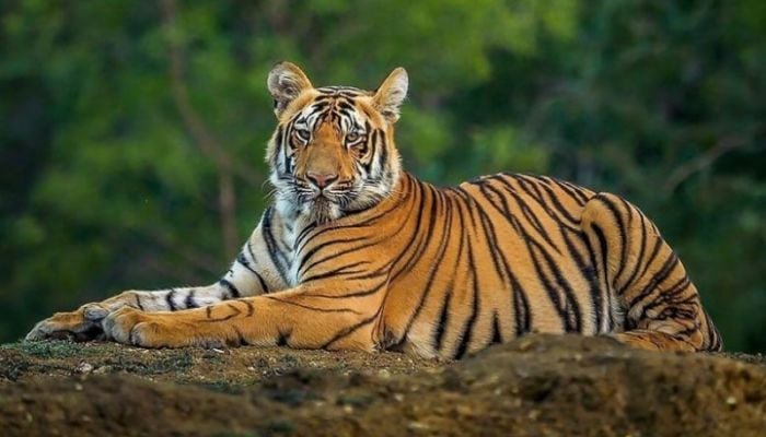 Tiger population increases in the Sunderbans