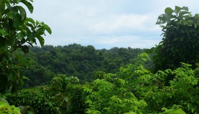 Govt cancels allocation of 700-acre forest land in Cox's Bazar