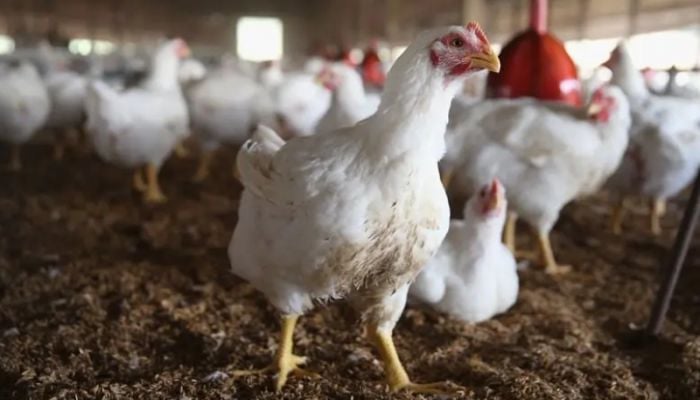 WHO wants bird flu surveillance stepped up
