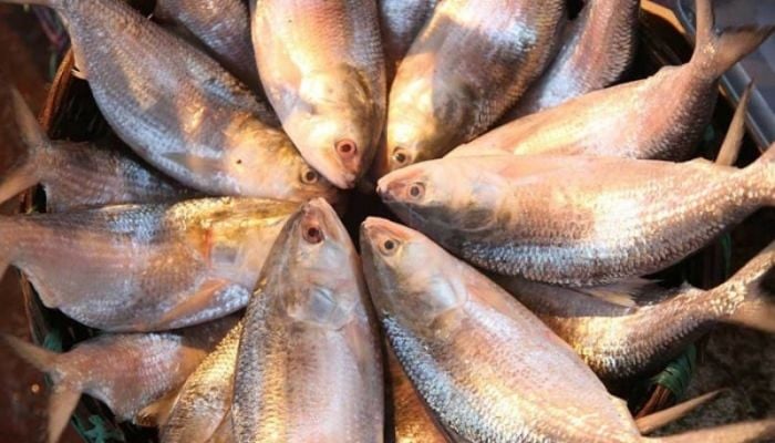 Ban on hilsa fishing ends