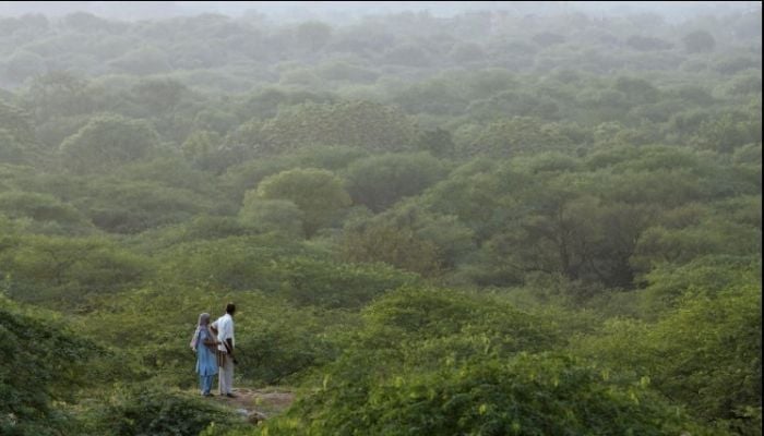 India's green cover increased by 1,445 sq km 