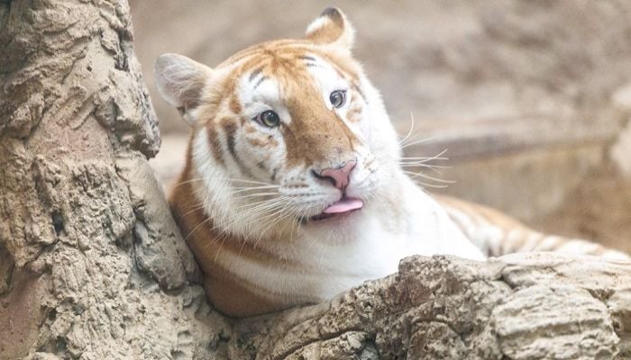 Golden tigresses become social media stars
