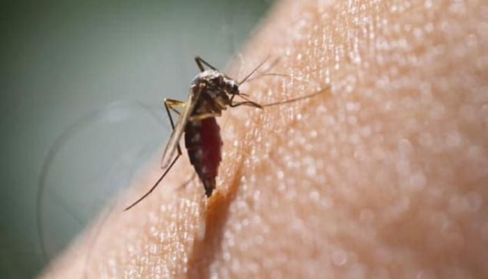 Malaria mortality returns to pre-Covid levels: WHO