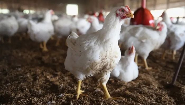 California governor declares state of emergency due to bird flu