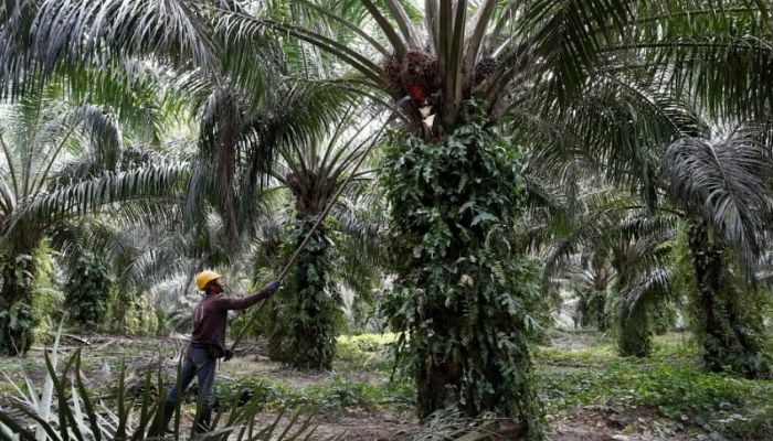 Heavy rains to hit Malaysian palm oil output again in December, says MPOB