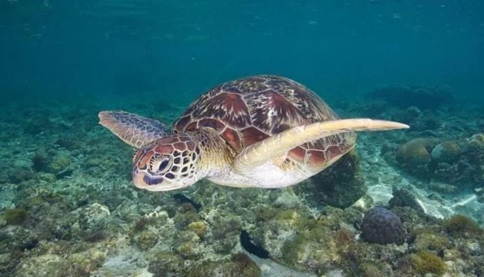 3 dead, 32 hospitalized after eating turtle