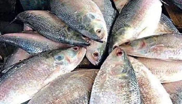 Govt to sell Hilsha at Tk600 per kg