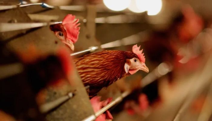 US records its first human death from bird flu