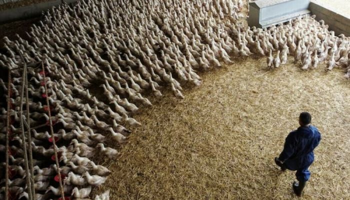 Bird flu outbreaks strike Japan farms