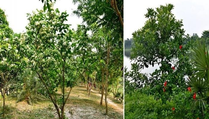 Bharardaho Beel becomes spectacular garden of rare species of trees 