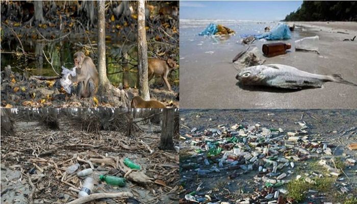 Plastic pollution poses threat to ecosystem, biodiversity of Sundarbans 