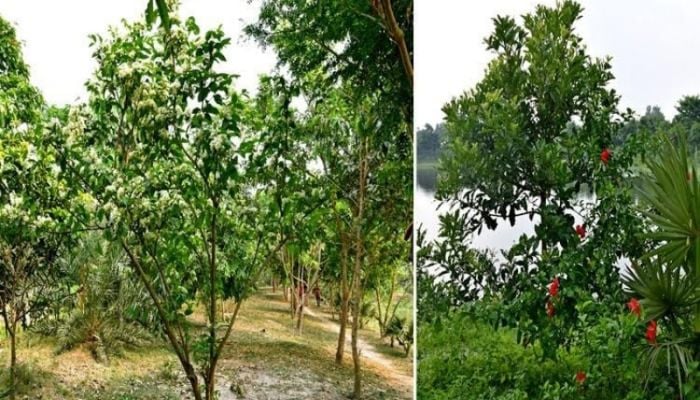 Bharardaho Beel becomes a spectacular garden of 213 rare species of trees 