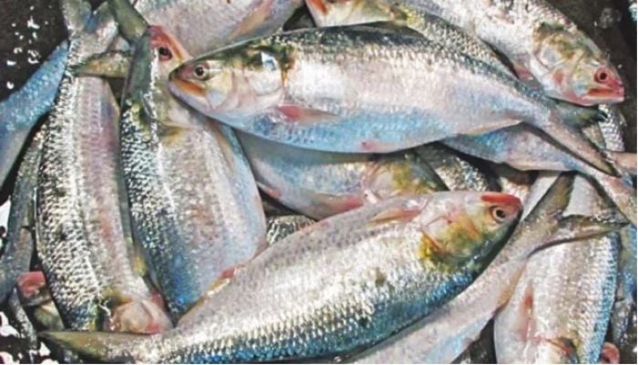 China keen to import Hilsa from Bangladesh 