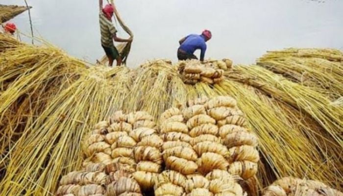 Jute, shrimp export increases from Khulna: EPB
