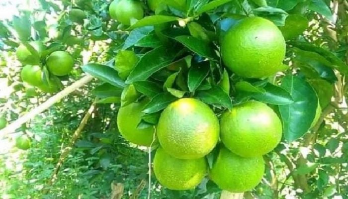 Malta farming booms in Dinajpur for lucrative profits