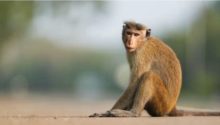 ‘Total chaos’: Monkey blamed for nationwide power cut in Sri Lanka