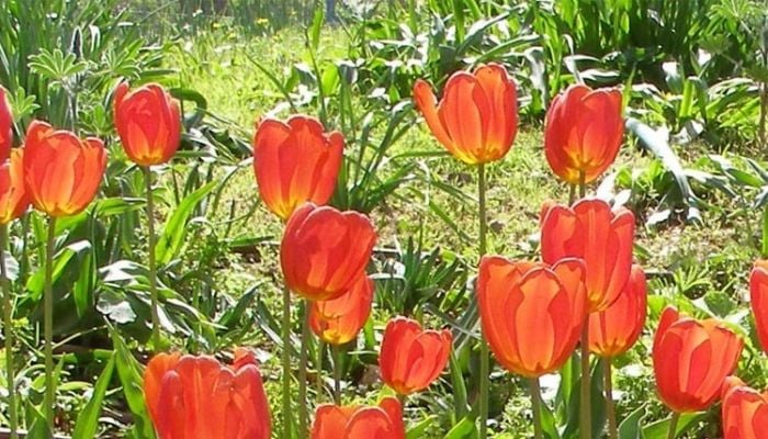 Women become self-reliant growing flowers in Kurigram char lands