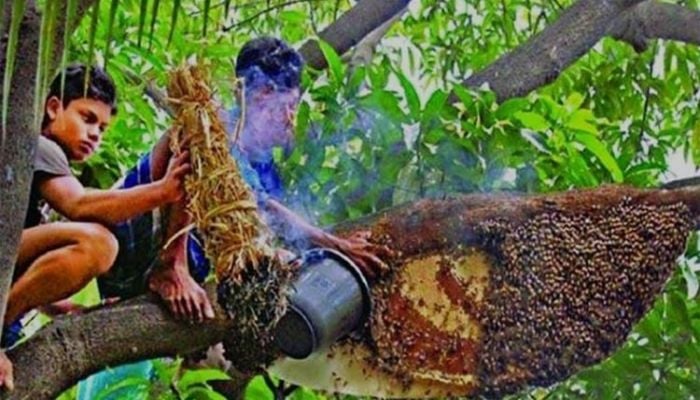 Honey collection begins in Sundarbans