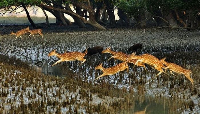 New industries within 10km of Sundarbans restricted