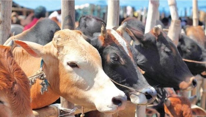 Authorities to allow 19 cattle markets in Dhaka