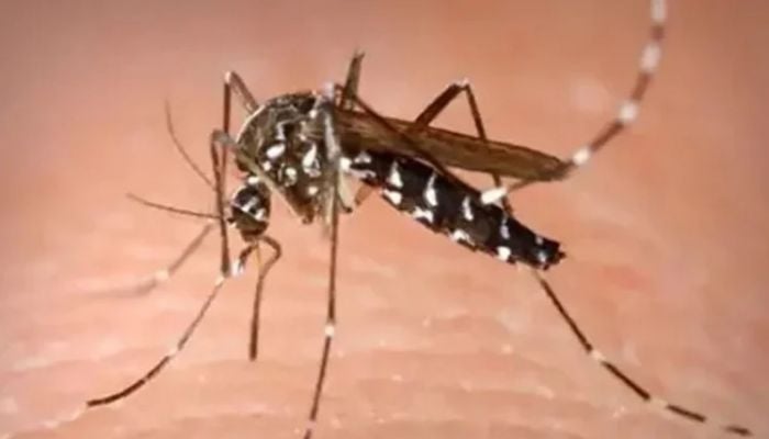 Bangladesh to adopt Sri Lankan model for dengue elimination