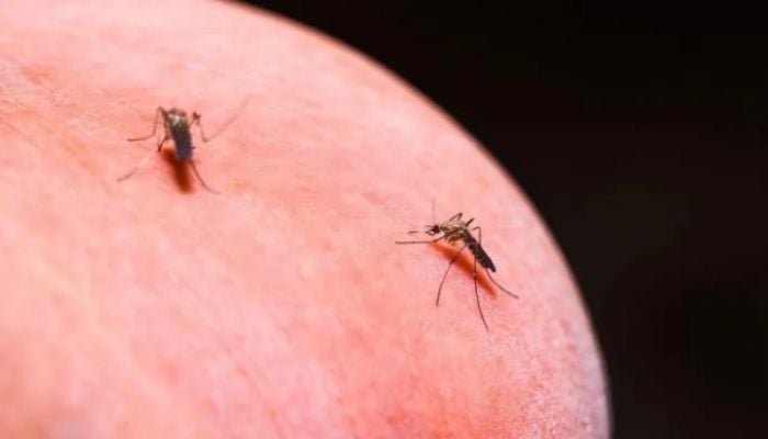 Scientists propose novel way of treating mosquitoes for malaria