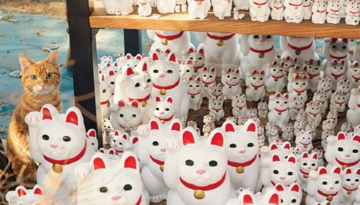 Around 100 dead cats found at Japan woman's home