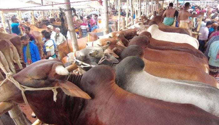 Over 91 lac animals sacrificed during Eid-ul-Azha