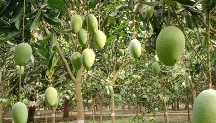 Bangladesh to export 4,000 tonnes mangos: Official