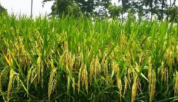 BRRI develops 3 new rice varieties