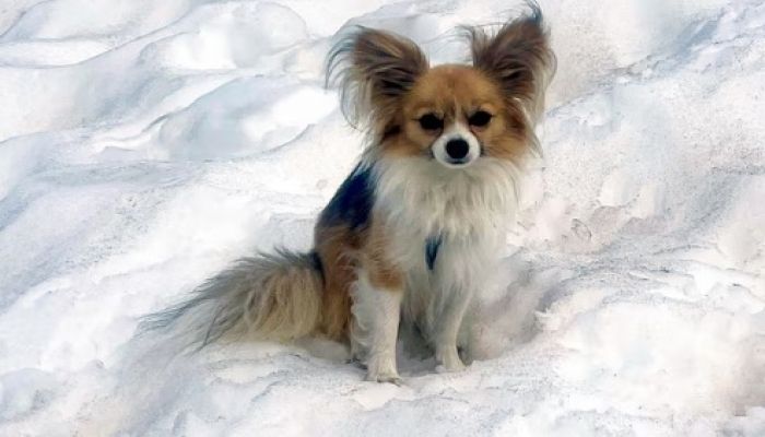 Tiny pet dog credited with helping to save hiker trapped in Alps