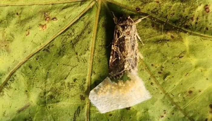 Animals react to secret sounds from plants, say scientists