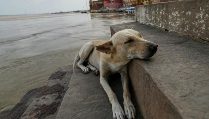 India walks back order to clear Delhi of stray dogs