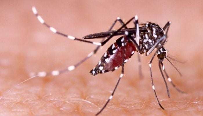 Health officials report 173 fresh cases of dengue infection overnight
