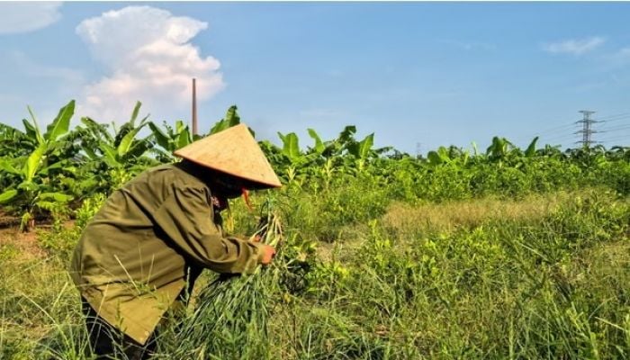 Farmers displaced by $1.5bn Trump golf course reportedly being offered rice and cash